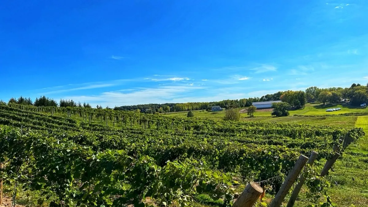 a person standing on a lush green field
