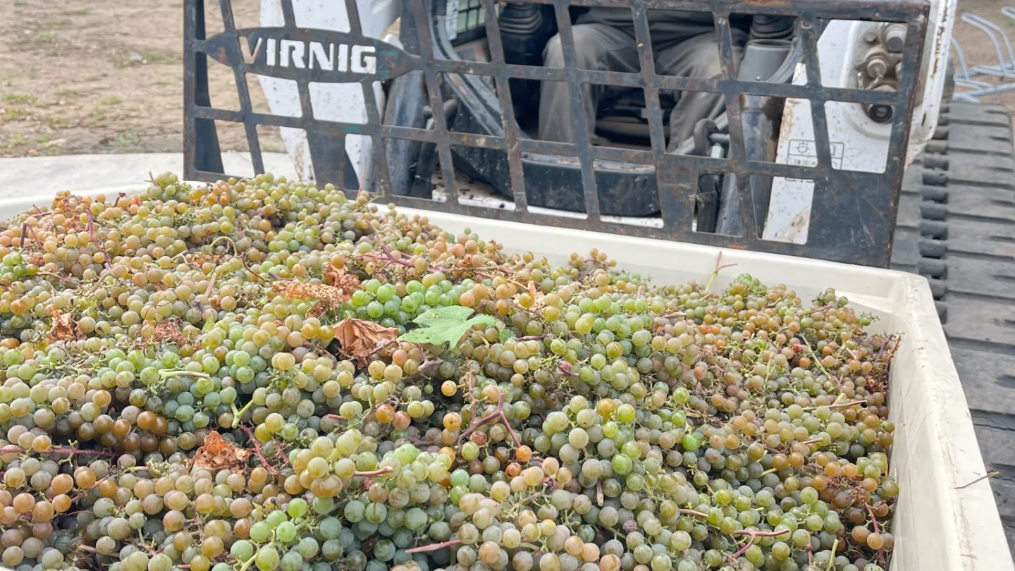 a person in a garden